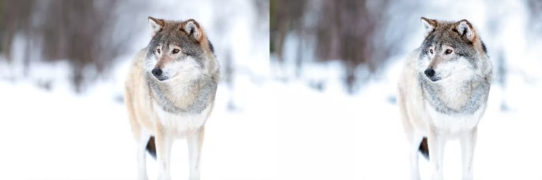 10 x Lightroom Presets, Winter Wildlife Presets 10个冬季野生动物预设