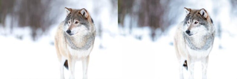 10 x Lightroom Presets, Winter Wildlife Presets 10个冬季野生动物预设