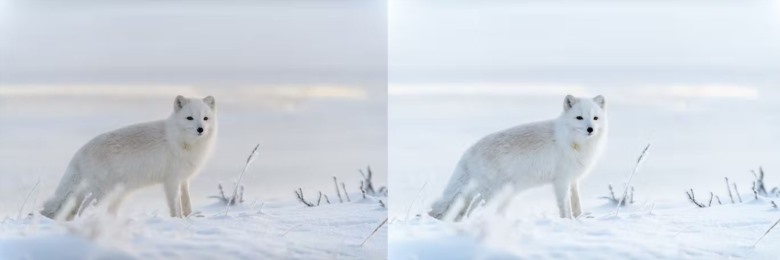 10 x Lightroom Presets, Winter Wildlife Presets 10个冬季野生动物预设