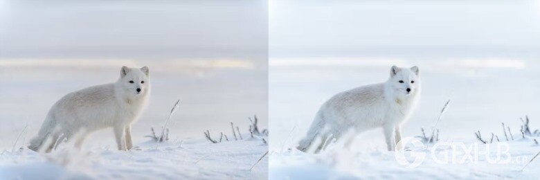 10 x Lightroom Presets, Winter Wildlife Presets 10个冬季野生动物预设