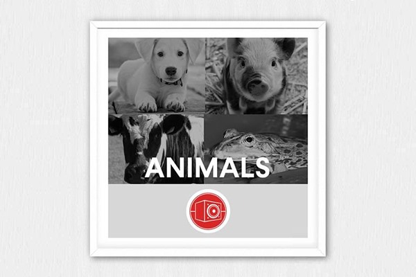95个动物牛、马、狗、猪等声音集合 Big Room Sound - Animals WAV-FANTASTiC