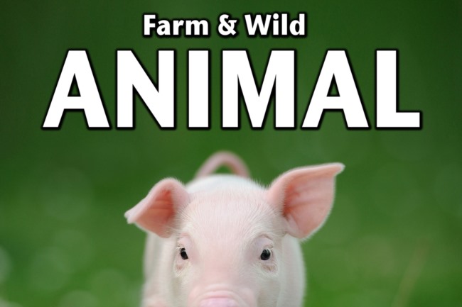 农场和野生动物音效 Sound Ideas - Farm & Wild Animal Sound Effects