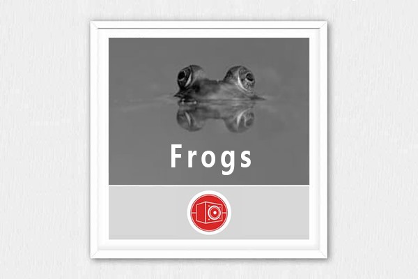 17个青蛙在各种活动状态下的声音 Big Room Sound - Frogs WAV