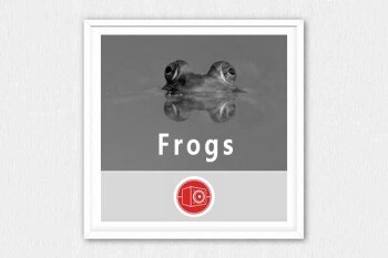 17个青蛙在各种活动状态下的声音 Big Room Sound – Frogs WAV