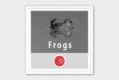 17个青蛙在各种活动状态下的声音 Big Room Sound – Frogs WAV