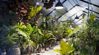 78种室内盆栽植物3D模型 Bundle 30 Interior Pot Plants