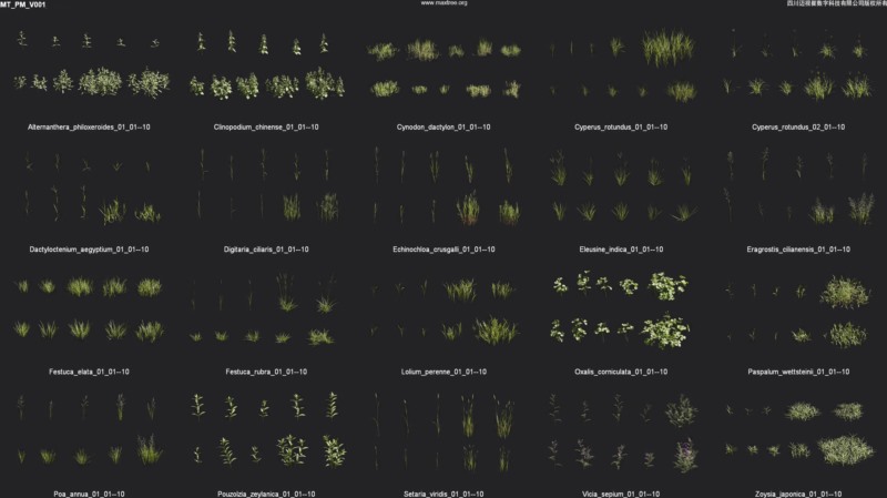 200个草3D模型 Plant Models Vol.1