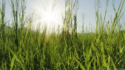 200个草3D模型 Plant Models Vol.1