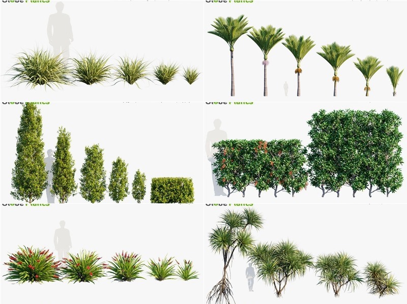 82种大洋洲庭院花园景观树木灌木3D模型 Bundle 33 New Zeland Home & Garden Plants