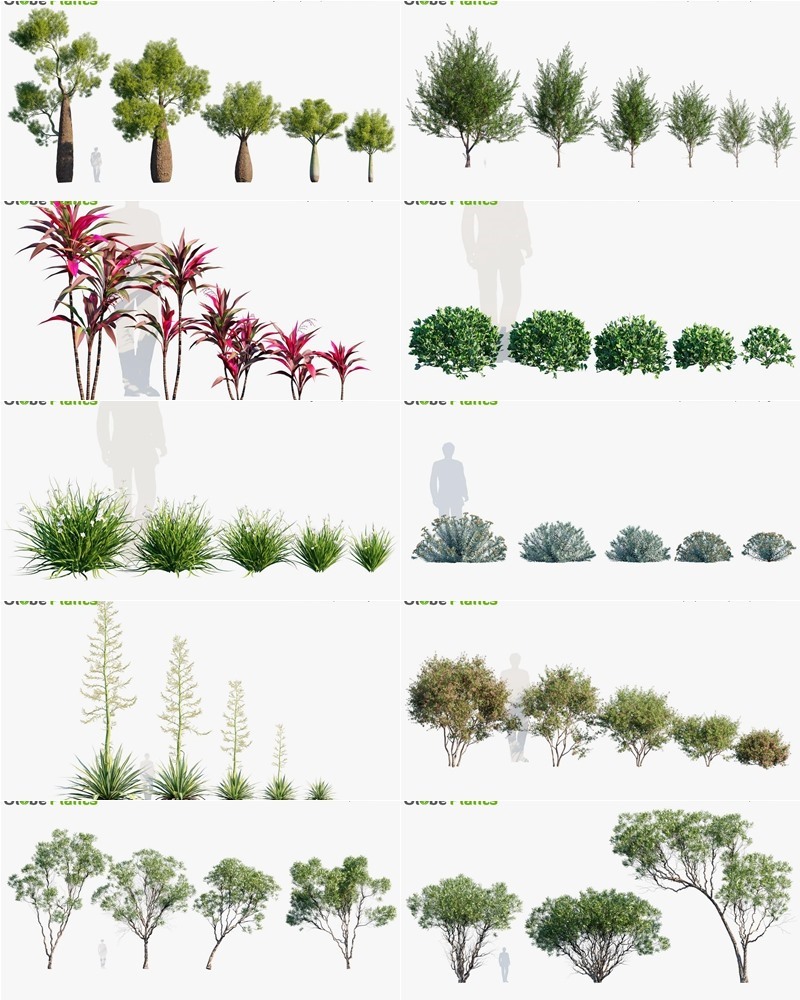 82种大洋洲庭院花园景观树木灌木3D模型 Bundle 33 New Zeland Home & Garden Plants