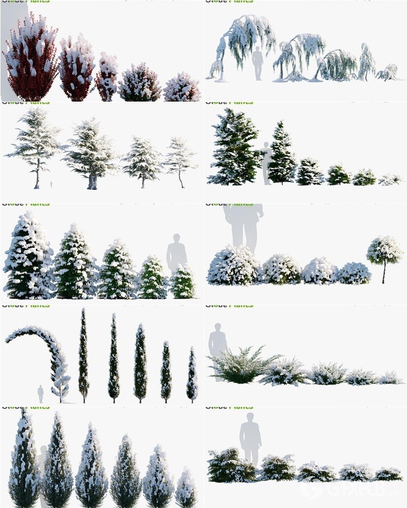 79种逼真冬季植物针叶树灌木3D模型 Bundle 35 Winter Plants