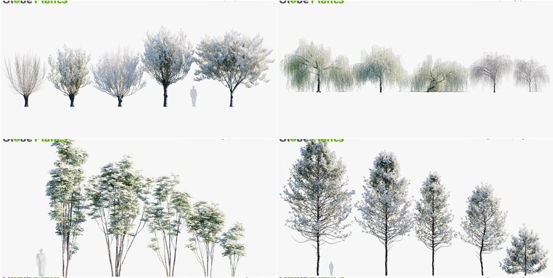 79种逼真冬季植物针叶树灌木3D模型 Bundle 35 Winter Plants