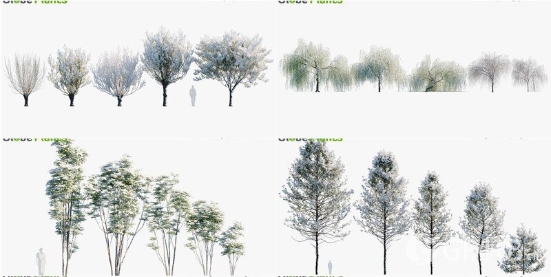 79种逼真冬季植物针叶树灌木3D模型 Bundle 35 Winter Plants