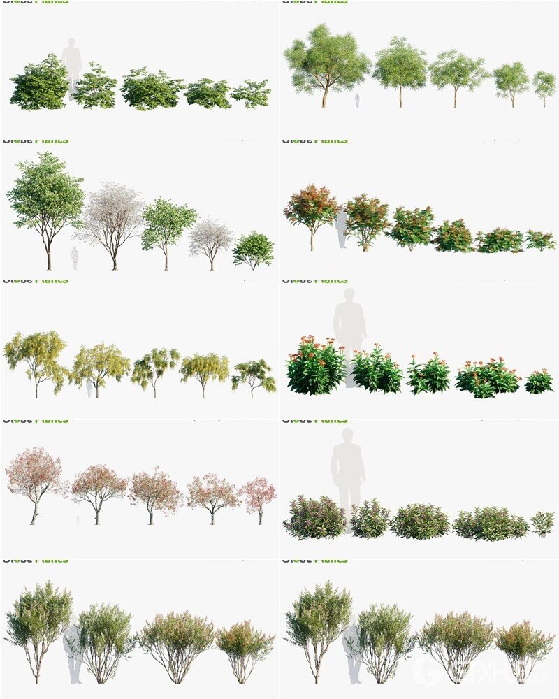 78种印度植物树木和灌木3D模型 Bundle 36 Indian Plants