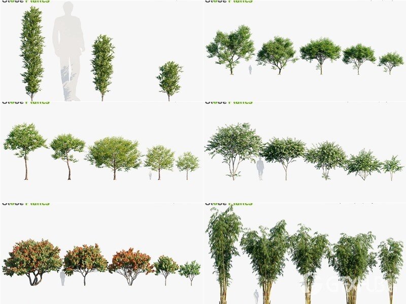 78种印度植物树木和灌木3D模型 Bundle 36 Indian Plants