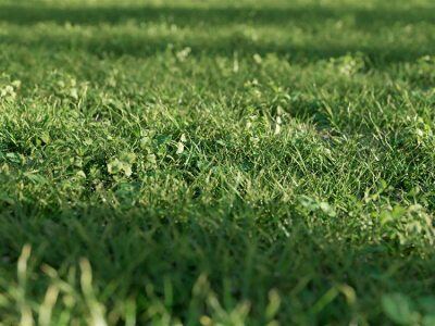 Nouvelle Mesure Lab – Shella Grass Pack V1 + V2