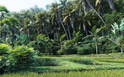 18种高质量3D棕榈模型集合 Plant Models Vol.7