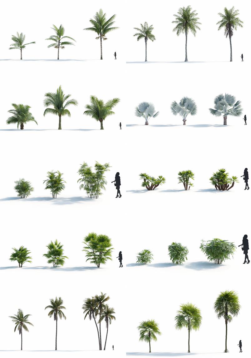 18种高质量3D棕榈模型集合 Plant Models Vol.7