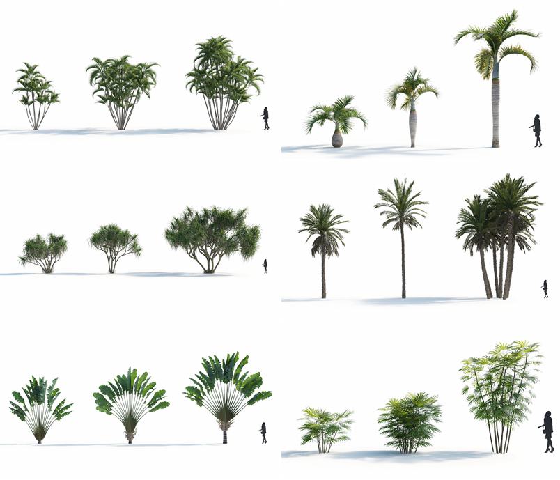 18种高质量3D棕榈模型集合 Plant Models Vol.7
