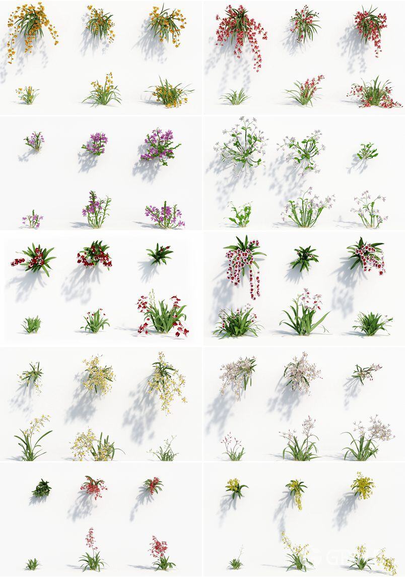 162个花园花朵兰花植物3D模型集合 Plant Models Vol.8