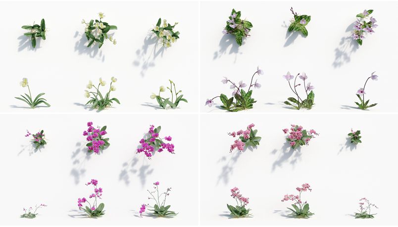 162个花园花朵兰花植物3D模型集合 Plant Models Vol.8