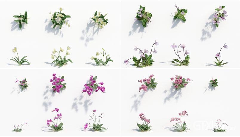 162个花园花朵兰花植物3D模型集合 Plant Models Vol.8