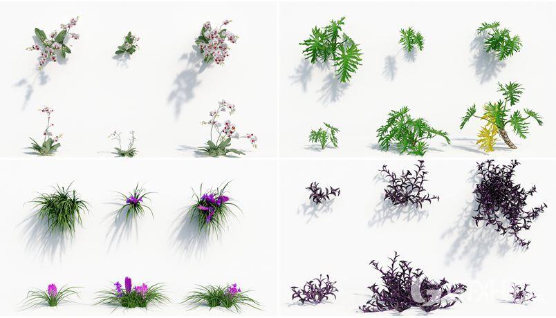 162个花园花朵兰花植物3D模型集合 Plant Models Vol.8