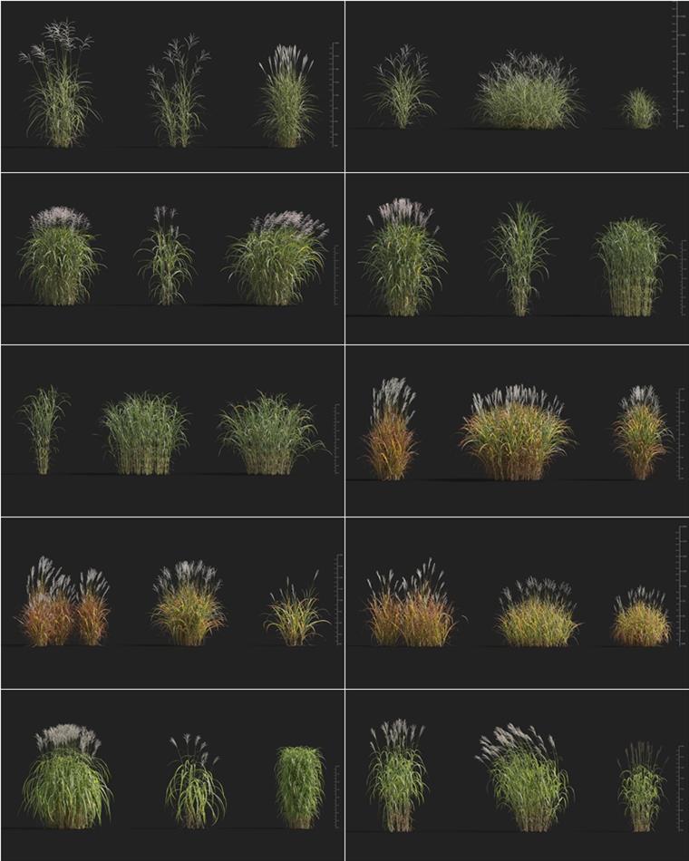 108个高质量3D草模型集合 Plant Models Vol.9