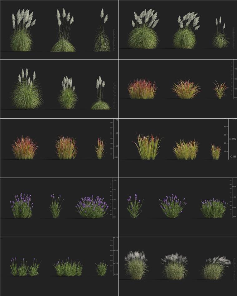 108个高质量3D草模型集合 Plant Models Vol.9