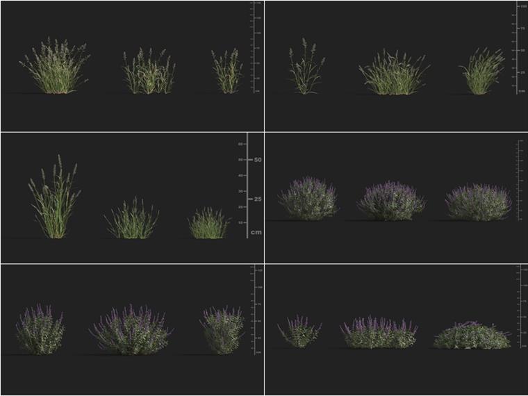 108个高质量3D草模型集合 Plant Models Vol.9