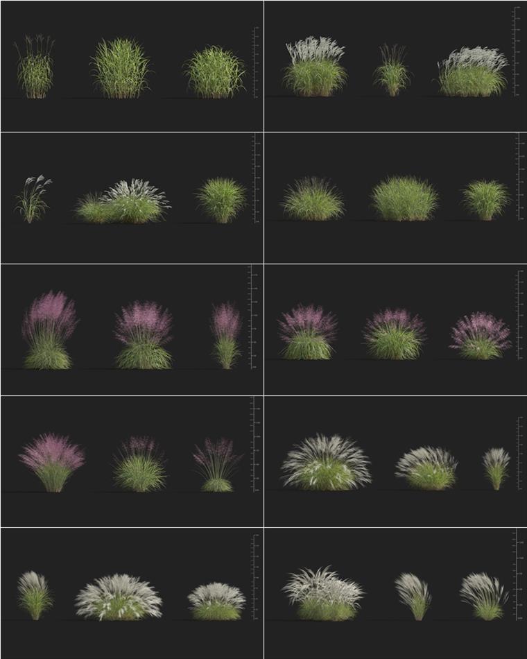 108个高质量3D草模型集合 Plant Models Vol.9