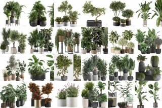 3DSky Pro 50套高精度植物盆栽3D模型合集