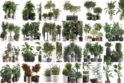 3DSky Pro 50套高精度植物盆栽3D模型合集