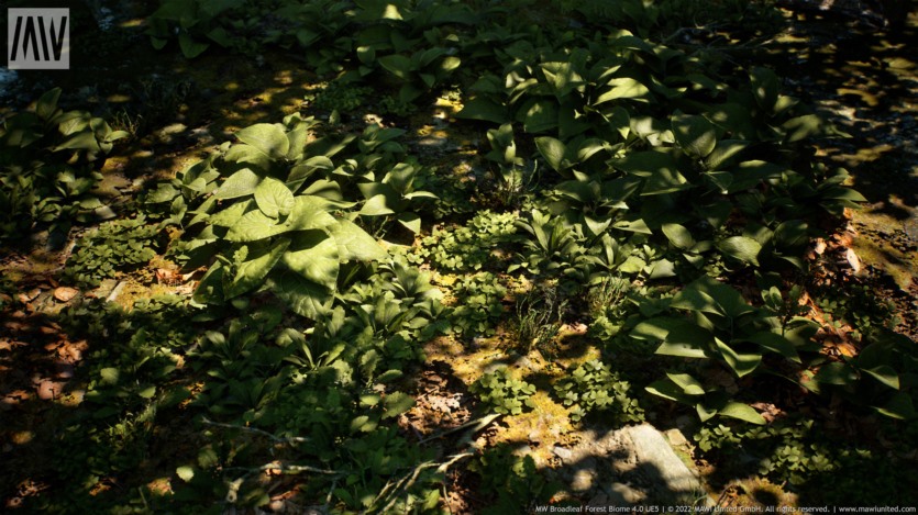 UE虚幻引擎 阔叶树森林生物群落 MW Broadleaf Trees Forest Biome