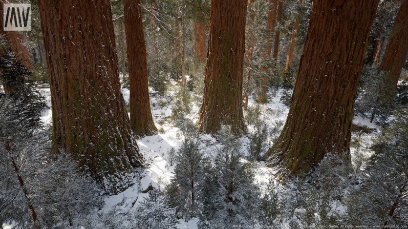 Unreal Engine虚幻引擎红木树森林生物群落资产 MW Redwood Trees Forest Biome
