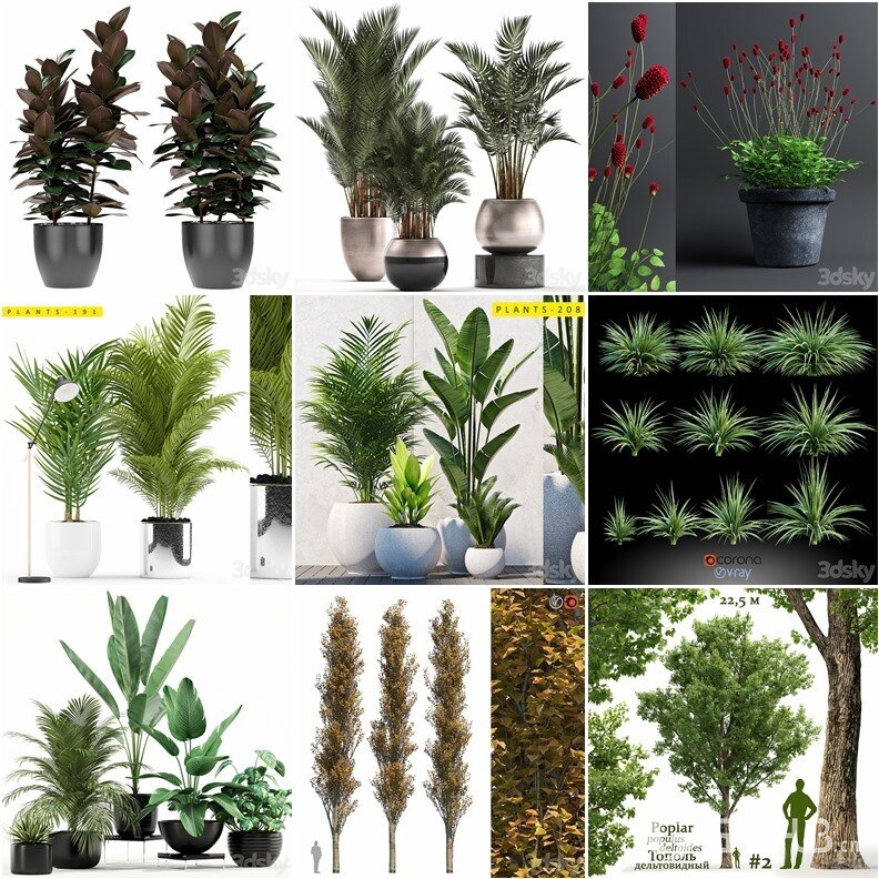 61套植物树木盆栽灌木3D模型合集 3DSky Pro Plants 3D Models Collection