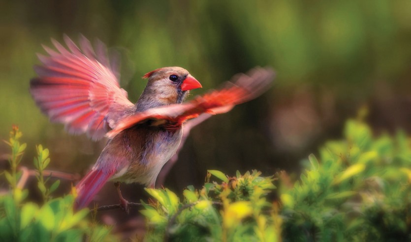鸟类摄影的最加设置 Backyard Bird Photography and Beyond
