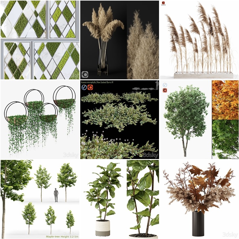 63套植物树木盆栽灌木3D模型合集 3DSky Pro Plants 3D Models Collection
