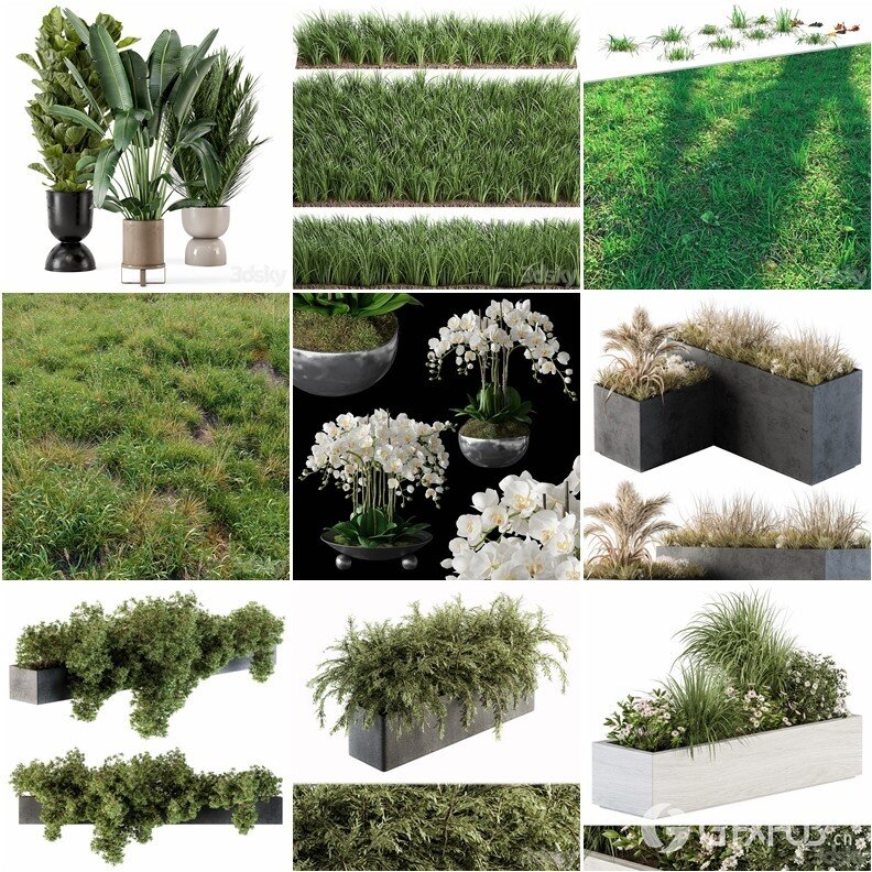 63套植物树木盆栽灌木3D模型合集 3DSky Pro Plants 3D Models Collection