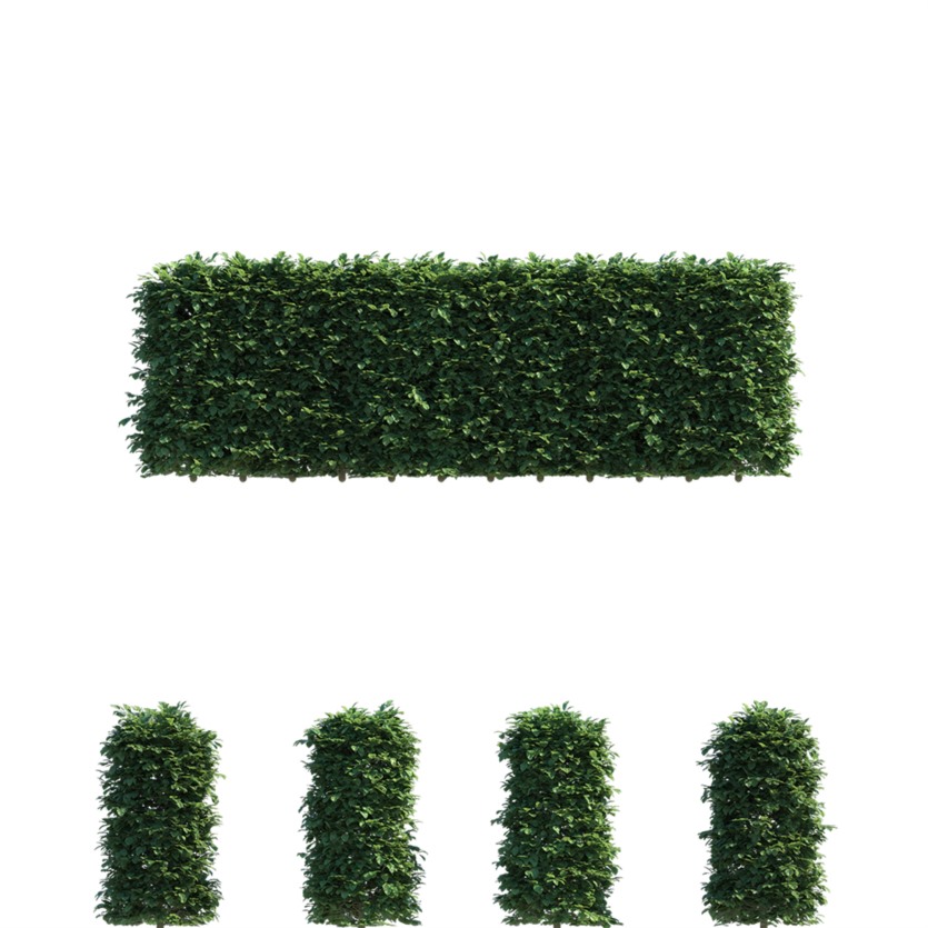山毛榉树篱3D模型 Polyget – Beech Hedges 3D Models Pack