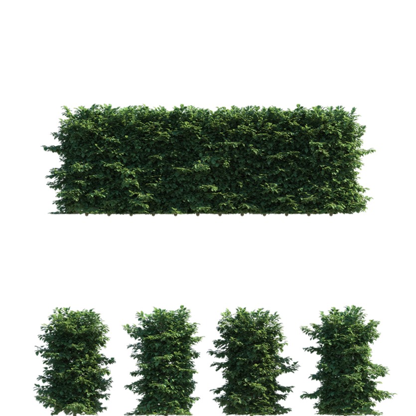 山毛榉树篱3D模型 Polyget – Beech Hedges 3D Models Pack