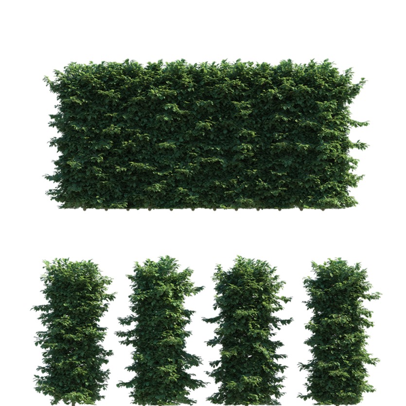 山毛榉树篱3D模型 Polyget – Beech Hedges 3D Models Pack