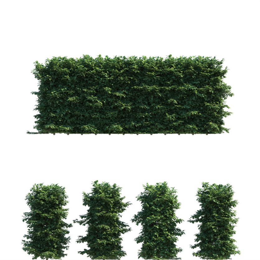 山毛榉树篱3D模型 Polyget – Beech Hedges 3D Models Pack