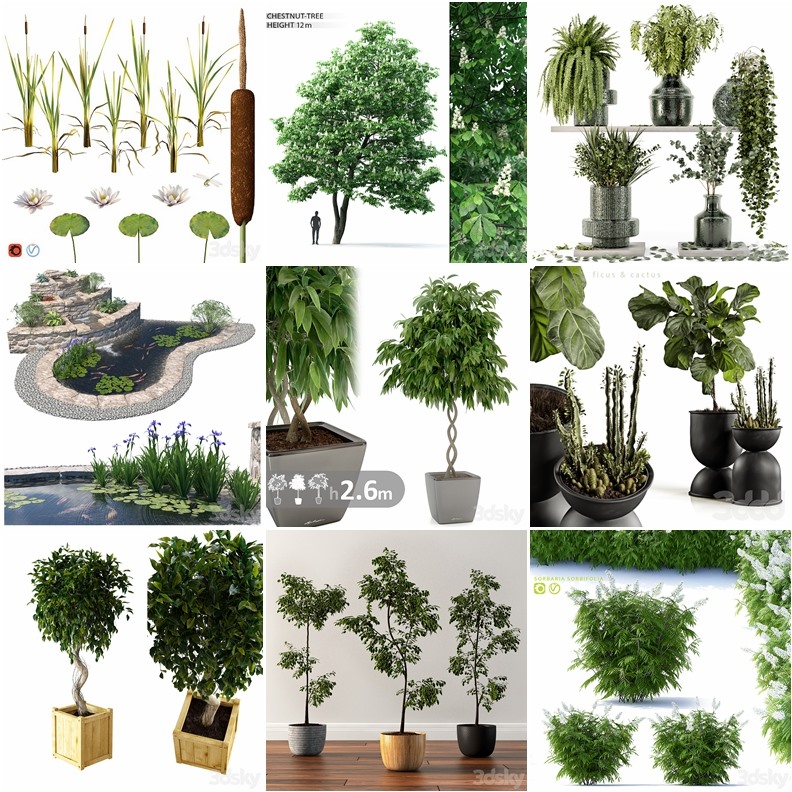 53套植物树木盆栽3D模型合集 3DSky Pro Plants 3D Models Collection