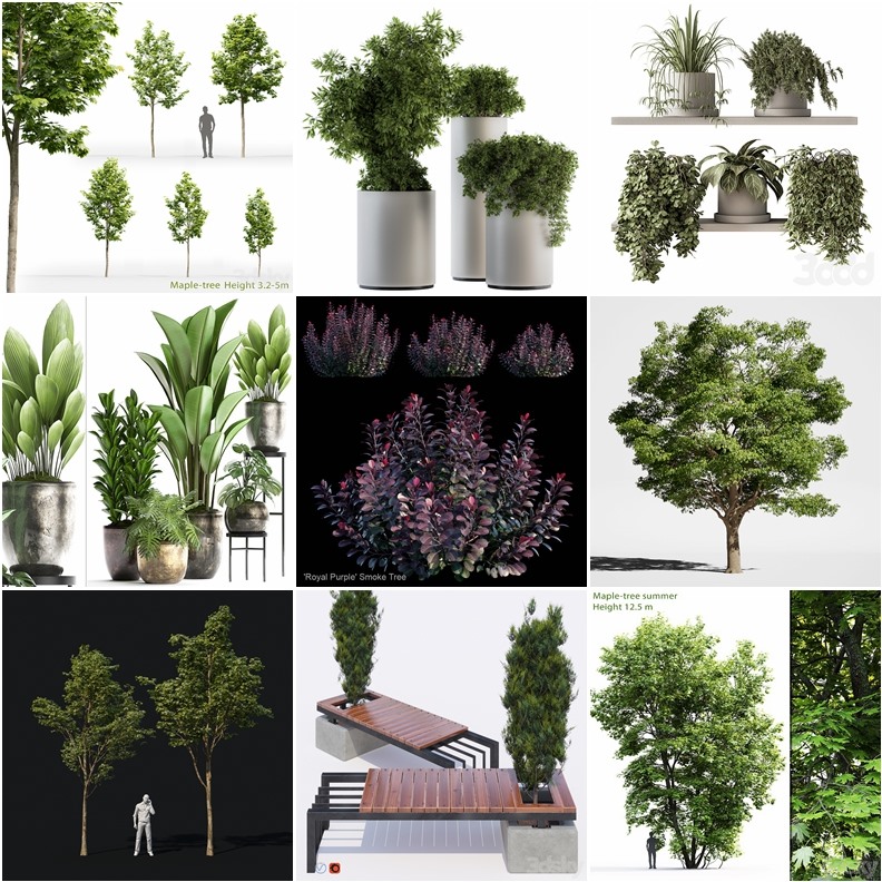 53套植物树木盆栽3D模型合集 3DSky Pro Plants 3D Models Collection