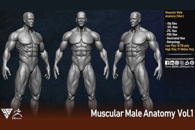 肌肉男性解剖学（人体基础网格）Muscular Male Anatomy (Human Base mesh)