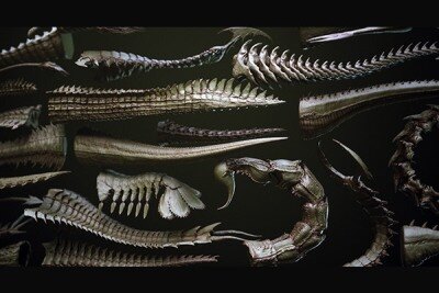 33 种尾部网格和曲线笔刷  TAILS – 33 Tail Meshes & Curve Brushes