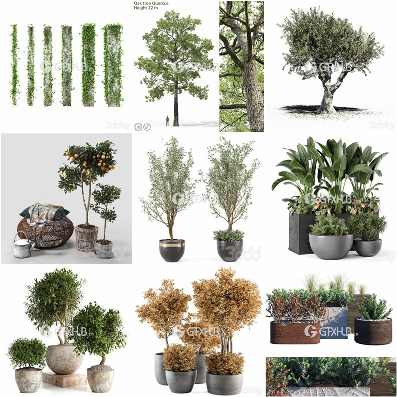64套植物树木盆栽3D模型合集 3DSky Pro 64 Plants 3D Models Collection