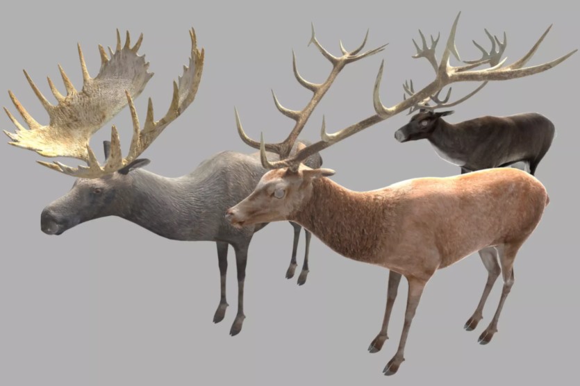 Unity 3D鹿、驯鹿、驼鹿模型和动画 Deer Caribou and Moose v1.0.3.1