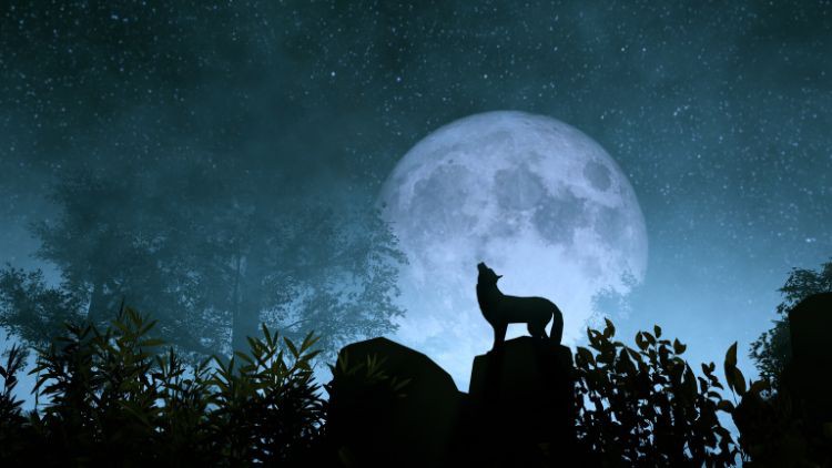 PS合成和操作照片编辑 Photoshop Compositing and Manipulation Photo Editing
